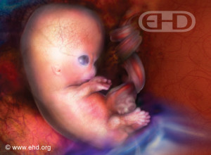 7 half-week_embryo