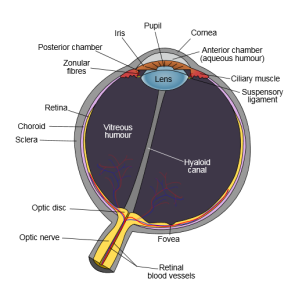Schematic of the human eye